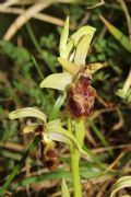 Ophrys exaltata subsp. montis-leonis